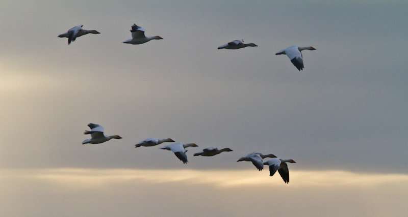 Snow Geese In Flight